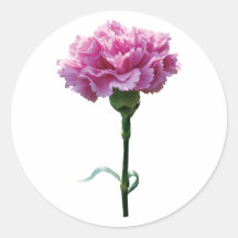 One Pink Carnation Round Sticker