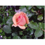 One Rose Photo Cutouts