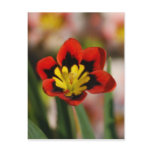 One To Be Cherished Postcard