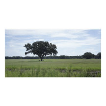 One Tree Photo Greeting Card