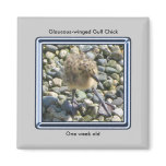 One Week Old Gull Chick Magnet