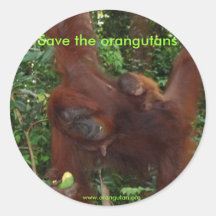 One-week-old orangutan baby round sticker