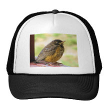One Week Old Robin On a Perch Mesh Hat