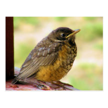 One Week Old Robin On a Perch Postcard