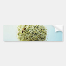 Onion, allium cepa  flowers bumper stickers