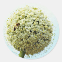 Onion, allium cepa  flowers round sticker