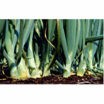 Onions, Grand Bend, Ontario, Canada Cut Outs