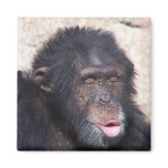 ooo ooo ooo funny face magnets