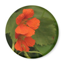 Oost Indische kers magneet Magnet