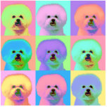Op Art - Bichon Frise Acrylic Cut Out