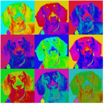 Op Art Doxie