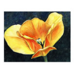Open Tulip Art Flower Art Reproduction Postcard