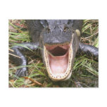 Open Wide! Florida Alligator