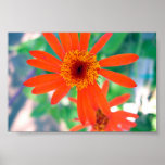 opened flower poster
