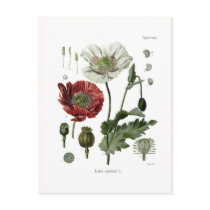 Opium poppy postcard