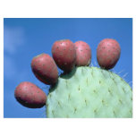 Opuntia megacantha (prickly pear) Desert Personalized Flyer