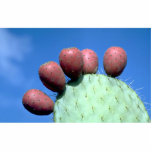 Opuntia megacantha (prickly pear) Desert photo sculptures