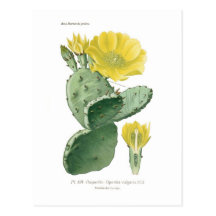 Opuntia vulgaris post card