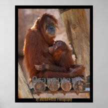 Orang Mother & Child 7312 Posters