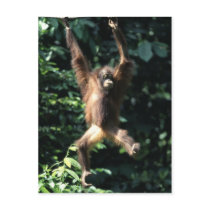 Orang utan in Borneo Postcard