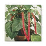 Orange Acalypha Hispida Chenille Plant flowers Magnets