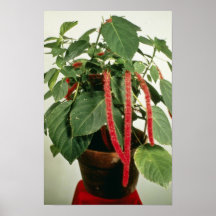 Orange Acalypha Hispida Chenille Plant flowers Print