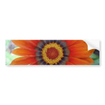Orange African Daisy Flower bumper stickers