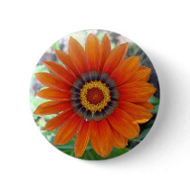 Orange African Daisy Flower
