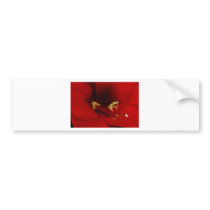 Orange Amaryllis Bloom Bumper Stickers