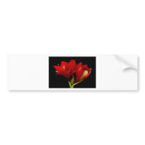 Orange Amaryllis Hippeastrum 12-25-2010 Bumper Stickers