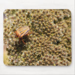 Orange and Black Beetle Mouse Pad