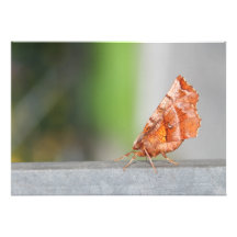 Orange and Brown Moth. Announcements