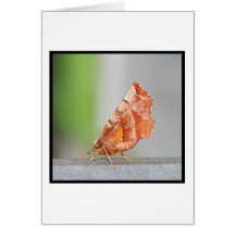 Orange and Brown Moth. Card