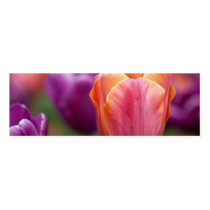 Orange and Pink Late Tulip Business Cards