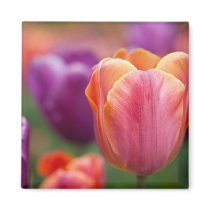 Orange and Pink Late Tulip Fridge Magnet