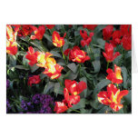 Orange and Red flame Tulips Greeting Cards