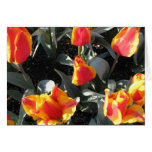 Orange and yellow fire tulips card