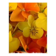 Orange and Yellow Johnny Jump Up Postcard