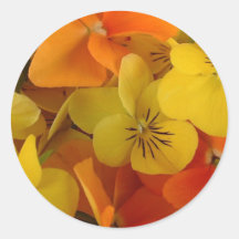 Orange and Yellow Johnny Jump Up Stickers