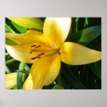 Orange and Yellow Lily Poster
