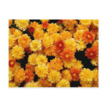 Orange and Yellow  Mums postcards