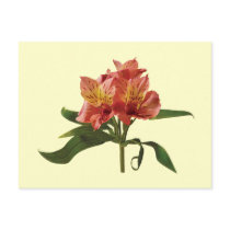 Orange Asiatic Lilies Post Cards
