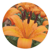 Orange Asiatic Lily sticker