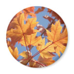 Orange Autumn Leaves Fall Trees magnets
