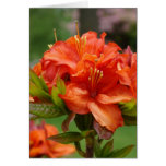 Orange AZALEA FLOWERS 14 Azaleas Cards Gifts Mugs