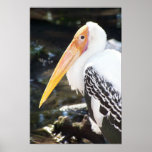 Orange Beaked Bird posters