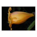 Orange Belle Greeting Cards