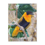 ORANGE BISHOP WEAVER