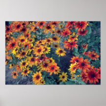 Orange Black Eyed Susan (Rudbeckia Hirta) flowers Poster