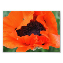 Orange Blast 5x7 Photographic Print